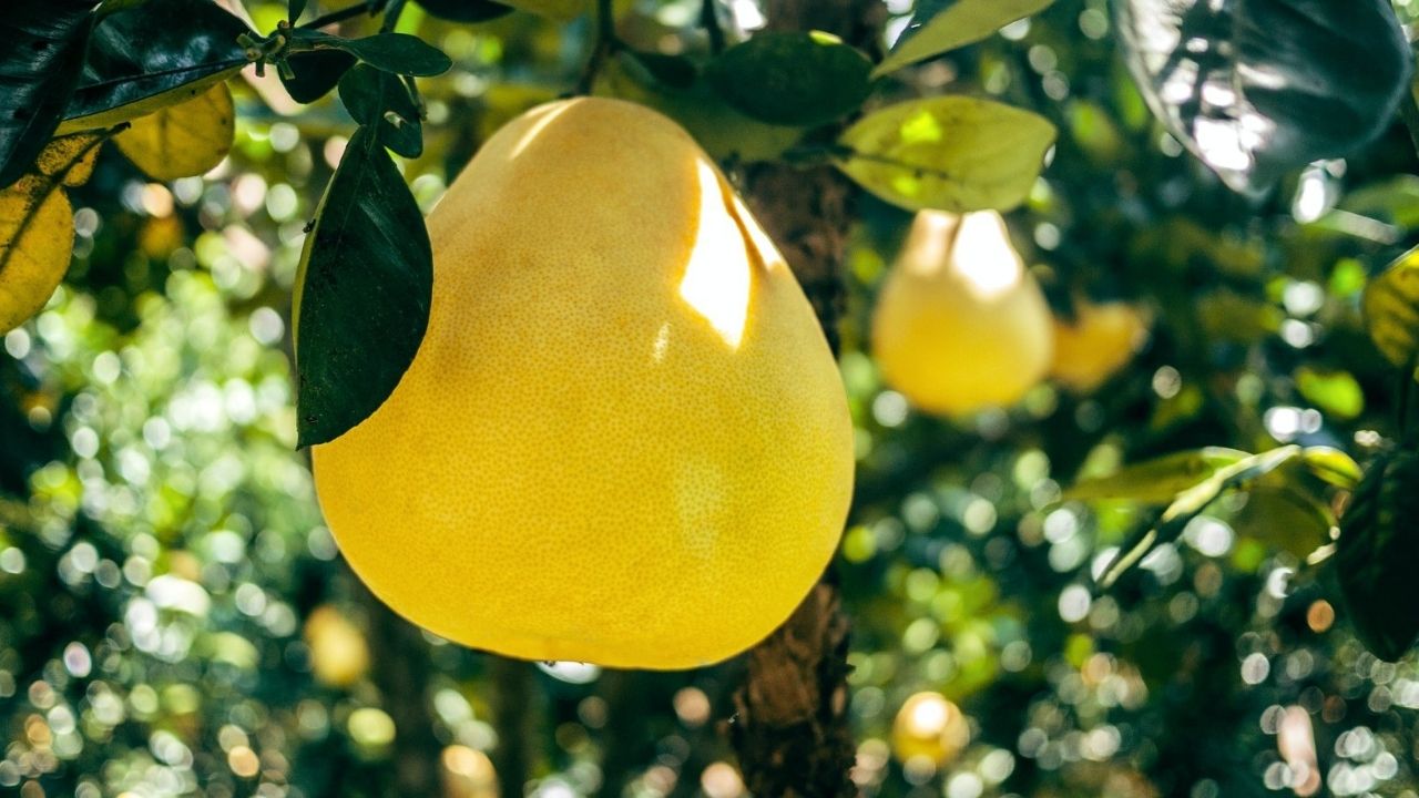 Antalya'nın "Yeşil Altını" tanesi 400TL'yi aştı