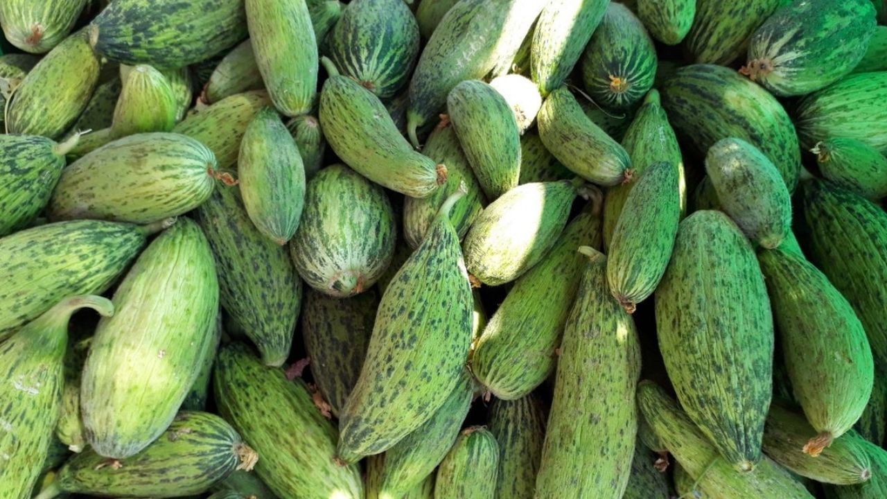 Kavun Sanıp Geçmeyin, O Bir Şifa Deposu