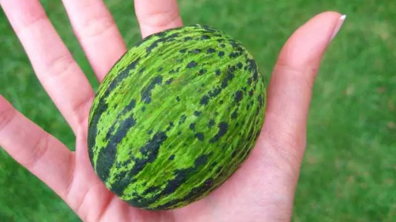 Kavun Sanıp Geçmeyin, O Bir Şifa Deposu